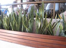 Kwikfynd Plants
loganvillage
