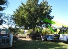 Kwikfynd Tree Management Services
loganvillage